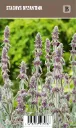 Nukkapähkämö – Stachys byzantina Vips