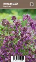 Harmaa-ajuruoho – Thymus praecox ‘Coccineus’ Vips