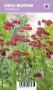 Punakärsämö – Achillea millefolium ‘Cerise Queen’ Vips
