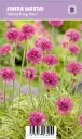 Rantalaukkaneilikka – Armeria maritima ‘Abbey Deep Rose’ Vips