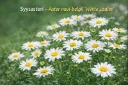 Syysasteri – Aster novi-belgii ‘White Ladies’ Vips
