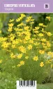 Syyskaunosilmä – Coreopsis verticillata ‘Zagreb’ Vips