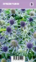 Sinipiikkiputki – Eryngium planum Vips