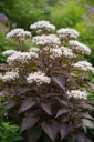 Isovalkolatva – Eupatorium rugosum ‘Chocolate’ Vips