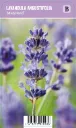 Tähkälaventeli – Lavandula angustifolia ‘Munstead’ Vips