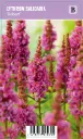 Pohjanrantakukka – Lythrum salicaria ‘Robert’ Vips