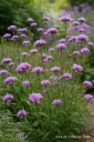 Jättiverbena – Verbena bonariensis Vips