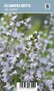 Kivikkokäenminttu – Calamintha nepeta ssp. nepeta Vips