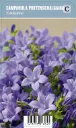 Muurikello – Campanula portenschlagiana ‘Catherina’ VIPS