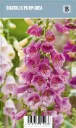 Rohtosormustinkukka – Digitalis purpurea VIPS
