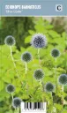 Sinipallo-ohdake – Echinops bannaticus ‘Blue Globe’ VIPS