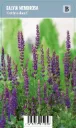 Loistosalvia – Salvia nemorosa ‘Ostfriesland’ VIPS