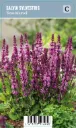 Lehtosalvia – Salvia nemorosa ‘Rose Marvel’ VIPS