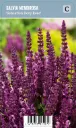 Loistosalvia – Salvia nemorosa ‘Sensation Deep Rose’ VIPS