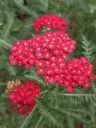 Punakärsämö – Achillea millefolium ‘Paprika’ Viro