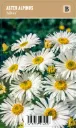 Alppiasteri – Aster alpinus ‘Albus’ Viro
