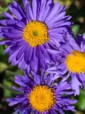 Alppiasteri – Aster alpinus ‘Dunkle Schöne’ Viro