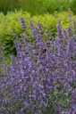 Mirrinminttu – Nepeta × faassenii ‘Walker’s Low’ Viro