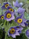 Tarhakylmänkukka – Pulsatilla vulgaris ‘Pulsar Violet Shades’ Viro