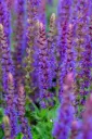 Loistosalvia – Salvia nemorosa ‘Ostfriesland’ Viro