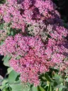Komeamaksaruoho ‘Carl’ – Sedum ‘Carl’ Viro