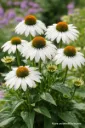 Valkopunahattu – Echinacea purpurea ‘Alba’ Viro