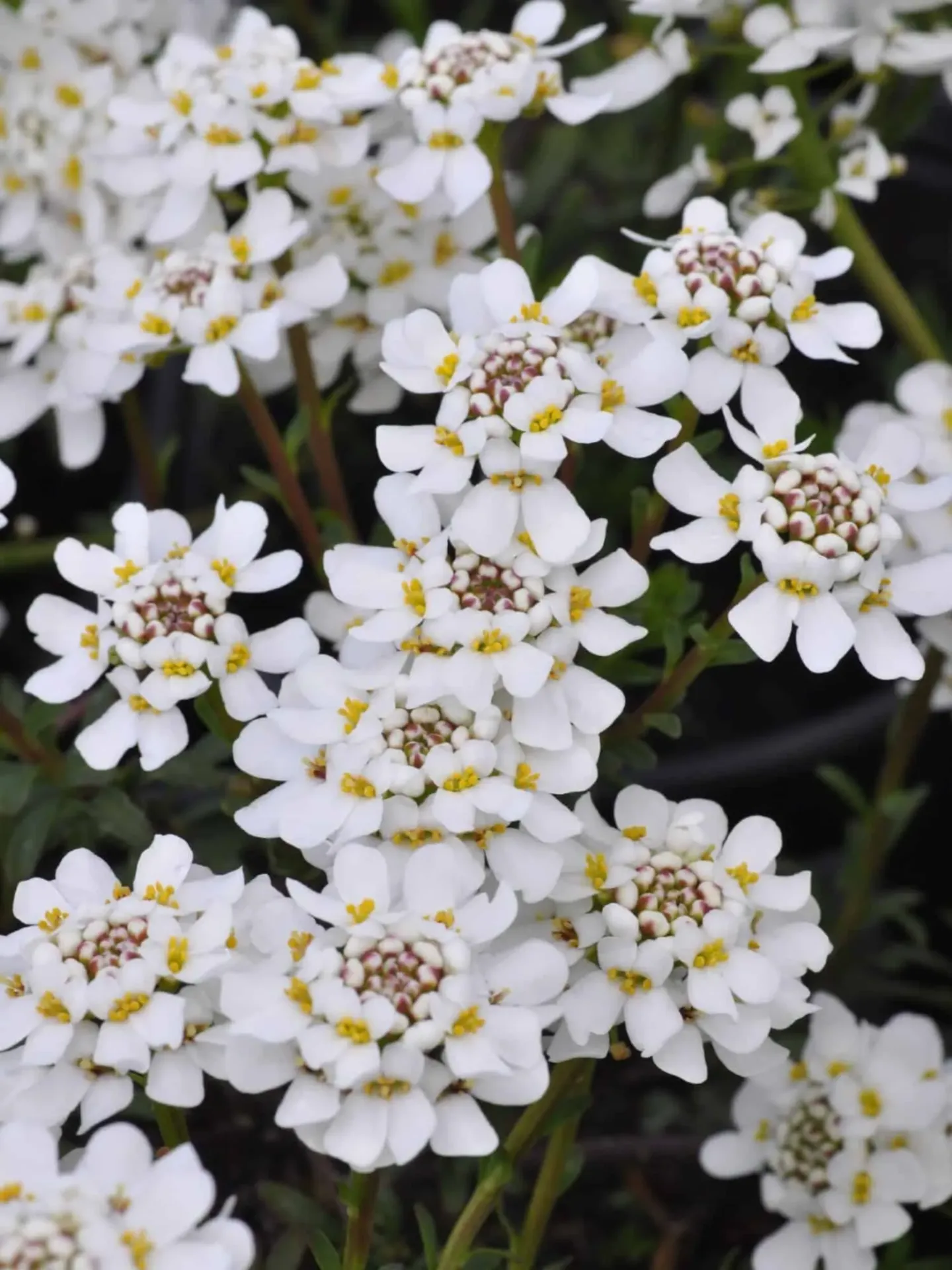 Talvisaippo – Iberis sempervirens ‘Fischbeck’ Viro