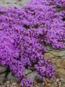Harmaa-ajuruoho – Thymus praecox ‘Coccineus’ Viro