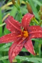 Tarhapäivänlilja, punainen – Hemerocallis ‘Crimson Pirate’ Viro