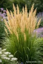 Koristekastikka – Calamagrostis × acutiflora ‘Karl Foerster’ Viro