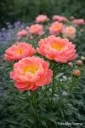 Pioni – Paeonia ‘Pink Hawaiian Coral’ Viro