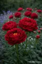 Kiinanpioni – Paeonia ‘Red Charm’ Viro