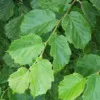 EUROOPANPÄHKINÄPENSAS
(Corylus avellana)