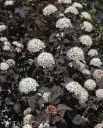 Purppuraheisiangervo – Physocarpus opulifolius ‘Diabolo’