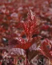 Purppuraheisiangervo – Physocarpus opulifolius ‘Lady in Red’