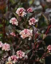 Purppuraheisiangervo FE – Physocarpus opulifolius ‘Little Devil’ (Donna May)