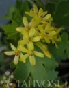 Kultaherukka – Ribes aureum