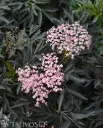 Mustaselja – Sambucus nigra ‘Cherry Lace’