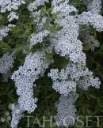 Norjanangervo – Spiraea ‘Grefsheim’