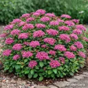 Tummaruusuangervo – Spiraea japonica ‘Anthony Waterer’