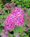 Tummakeijuangervo – Spiraea japonica ‘Lilly’