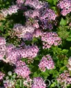 Keijuangervo – Spiraea japonica ‘Little Princess’