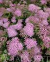 Pikkukeijuangervo – Spiraea japonica ‘Nana’
