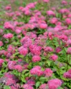 Ruusuangervo – Spiraea × bumalda ‘Superstar™’