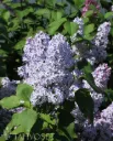 Pihasyreeni – Syringa vulgaris