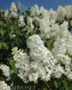 Pihasyreeni, valkoinen – Syringa vulgaris ‘Alba’