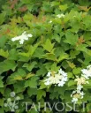 Kääpiökoiranheisi – Viburnum opulus ‘Kallion Pallo’