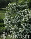 Lumipalloheisi FinE – Viburnum opulus ‘Pohjan Neito’