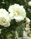 Juhannusruusu – Rosa spinosissima ‘Plena’