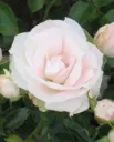 Ruusu – Rosa ‘Aspirin Rose’